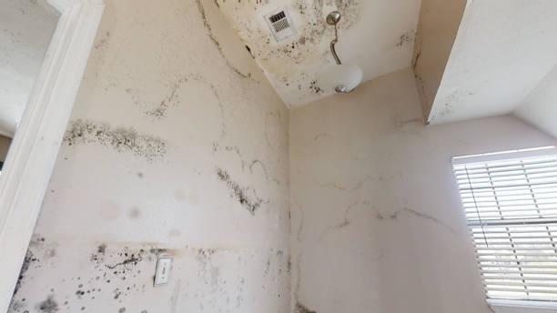 Best Commercial Mold Inspection  in Fairview, OR