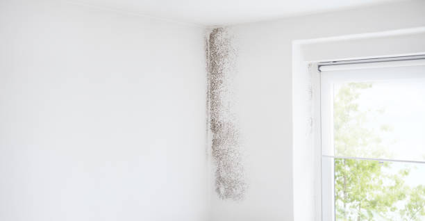 Best Emergency Mold Remediation  in Fairview, OR