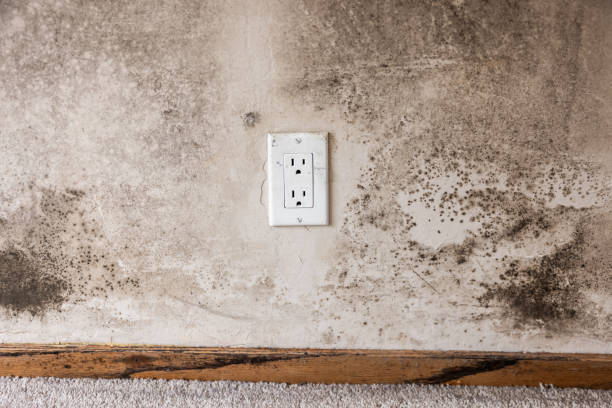 Best Mold Removal for HVAC Installations  in Fairview, OR