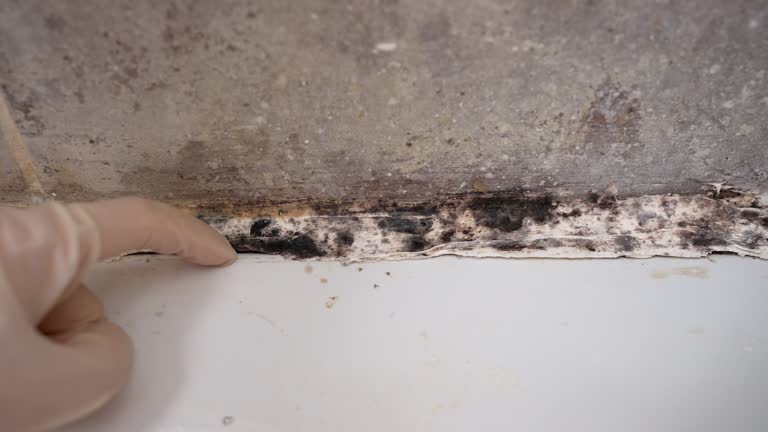 Best Dehumidification Services  in Fairview, OR